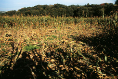 Schwarzwild- Schäden im Mais sind ein gravierendes Problem.